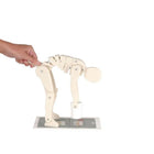 Demonstrationsfigur - Richtig heben - Anatomie und Pathologie