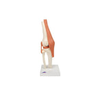 Modello funzionale deluxe dell'articolazione del ginocchio - Anatomia e patologia
