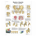 Anatomisches Brett - Becken und Hüfte - Anatomie und Pathologie - 3B Scientific