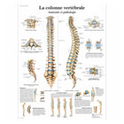 Tavola anatomica - La colonna vertebrale - Anatomia e patologia