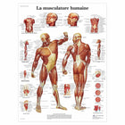 Anatomische Tafel - Muskulatur - Anatomie und Pathologie