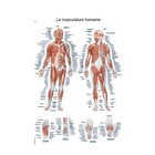 Tavola anatomica - Muscolatura umana - 50 x 70 cm - Francese e latino