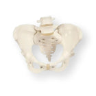 Beckenskelett, weiblich - Anatomie und Pathologie