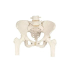 Beckenskelett, weiblich, mit Oberschenkelstümpfen - Anatomie und Pathologie