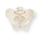 Beckenskelett, männlich – Anatomie und Pathologie