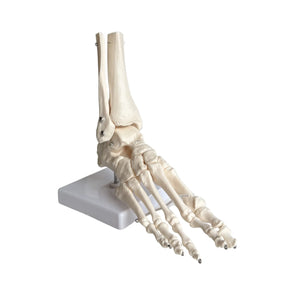 Squelette du pied articulé - My Podologie My Podologie 