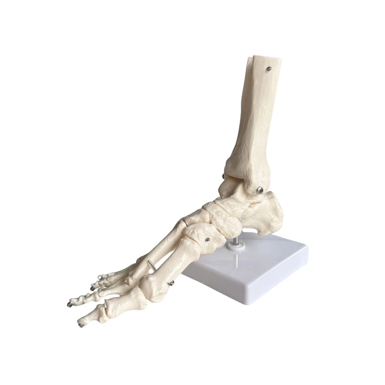 Squelette du pied articulé - My Podologie My Podologie 