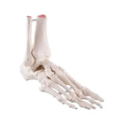 Scheletro del piede con moncone di tibia e perone (perone), montaggio elastico, laterale